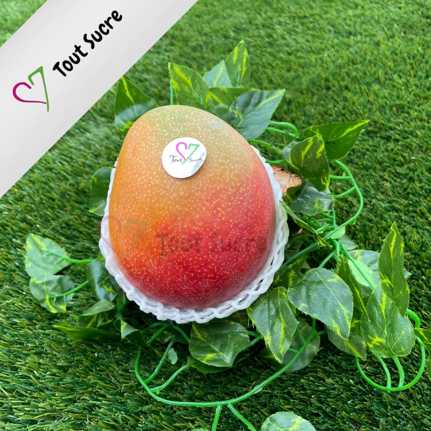 MANGO ZAREM HADEN O KENT AEREO