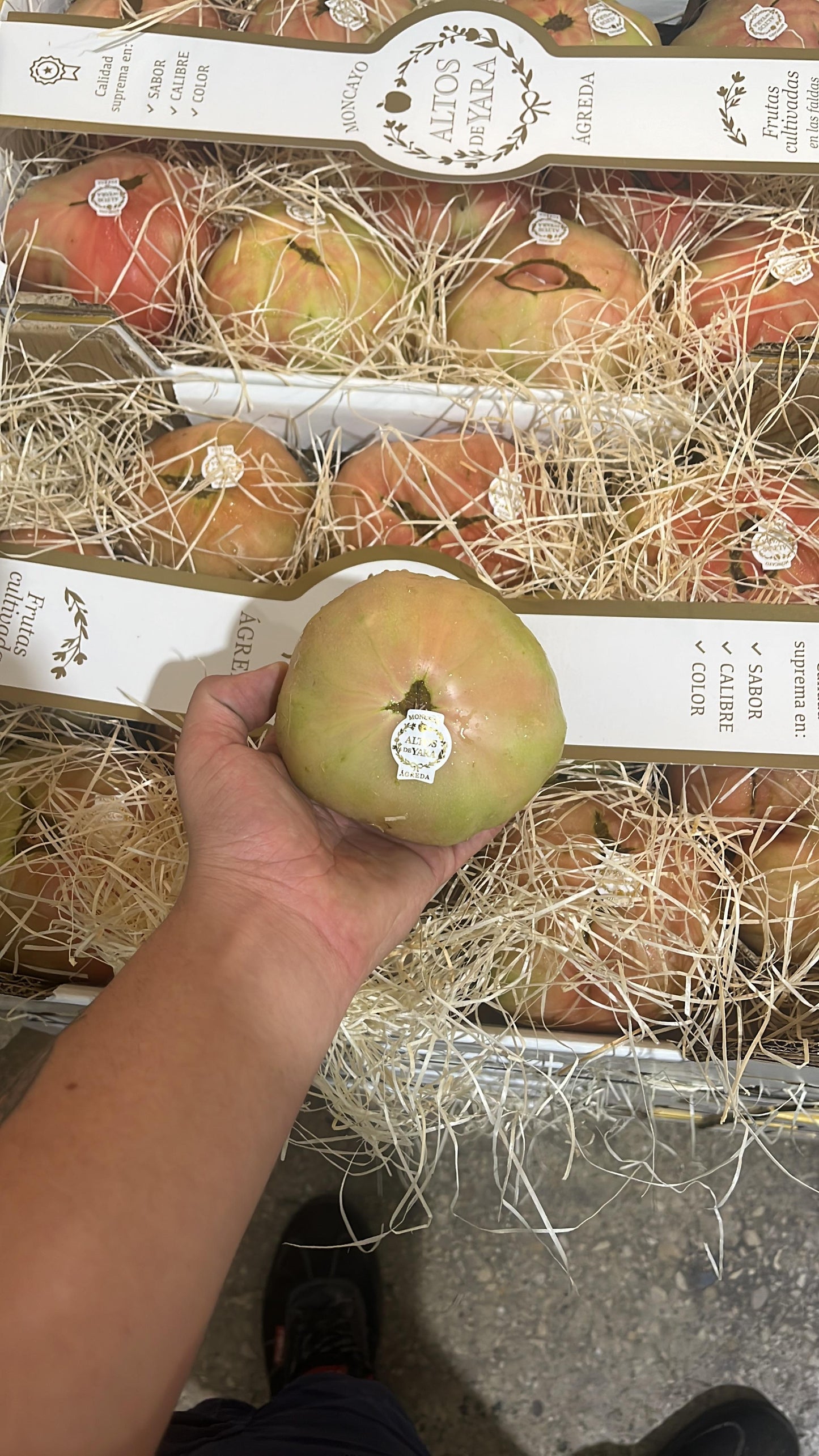 TOMATE BARBASTRO