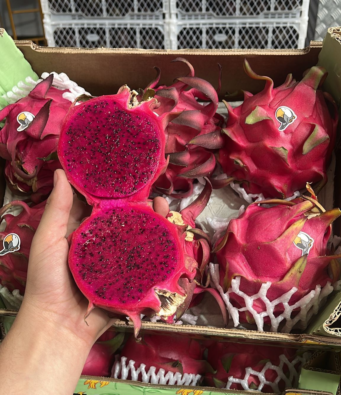 PITAHAYA ROJA